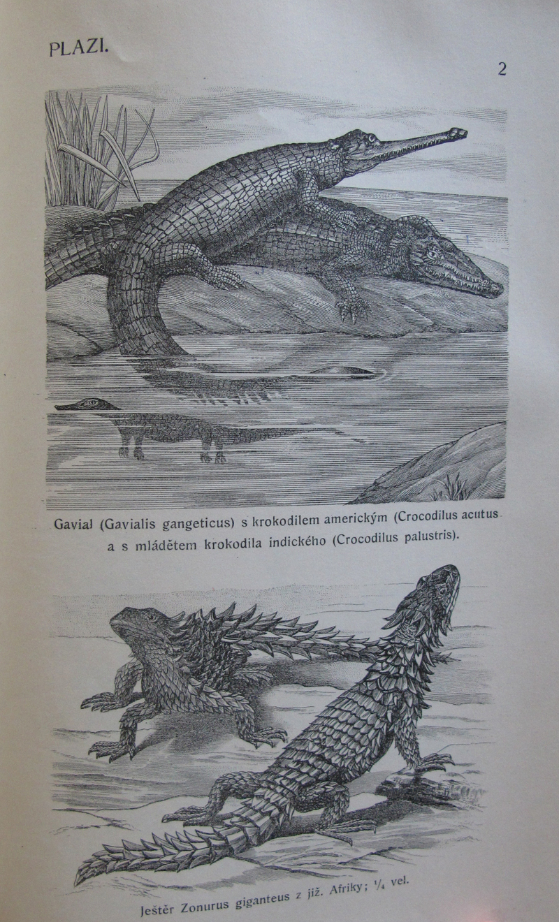 gharial (Gavialis gangeticus), American crocodile (Crocodylus acutus), mugger crocodile (Crocodylus palustris), sungazer (Smaug giganteus); DISPLAY FULL IMAGE.