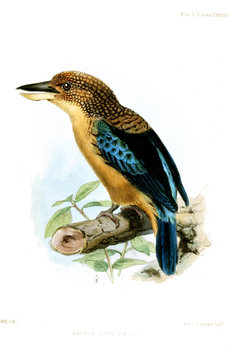 spangled kookaburra, Aru giant kingfisher (Dacelo tyro); DISPLAY FULL IMAGE.