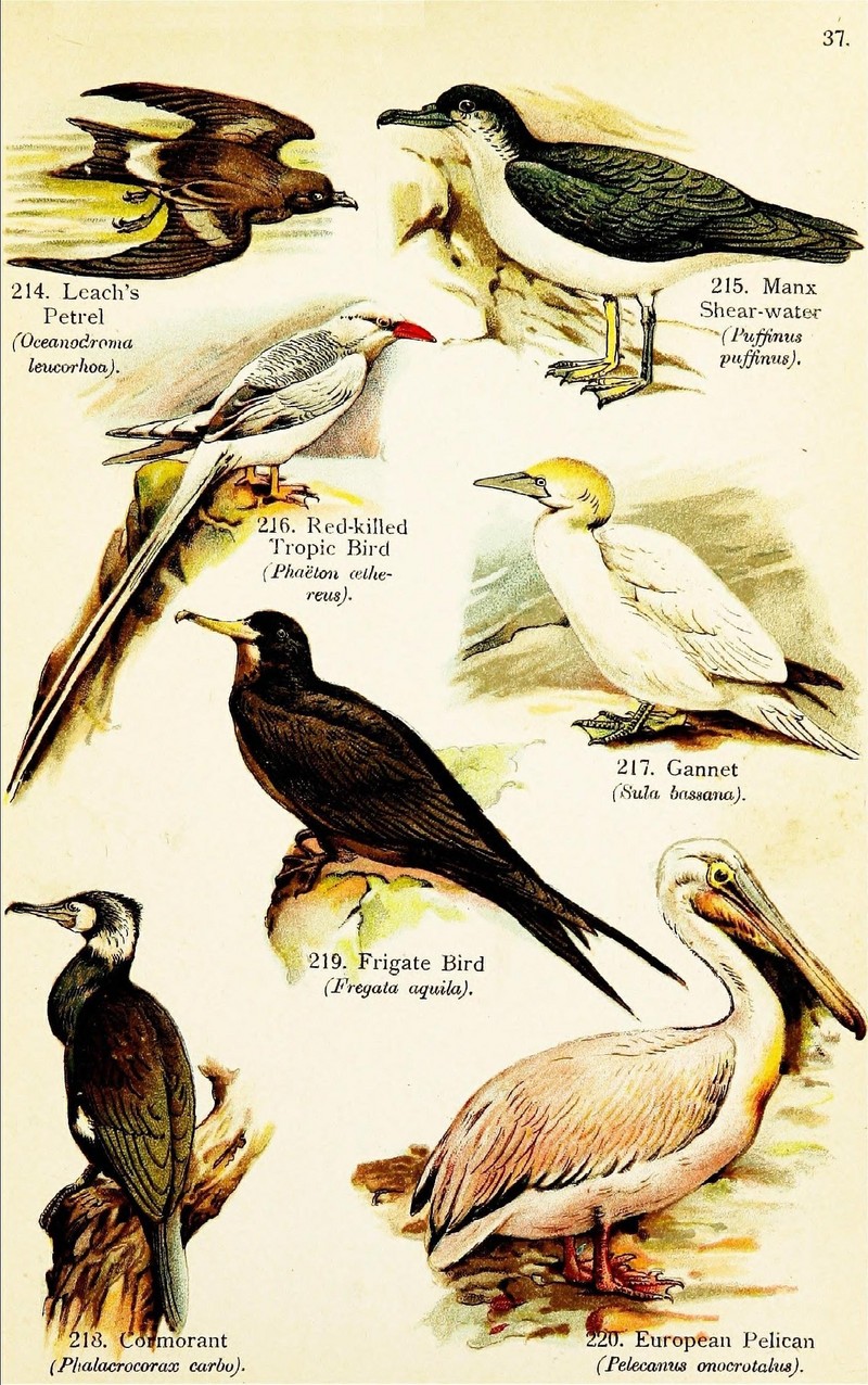 Leach's storm-petrel (Hydrobates leucorhous), Manx shearwater (Puffinus puffinus), red-billed tropicbird (Phaethon aethereus), northern gannet (Morus bassanus), great cormorant (Phalacrocorax carbo), Ascension frigatebird (Fregata aquila), great white pelican (Pelecanus onocrotalus); DISPLAY FULL IMAGE.