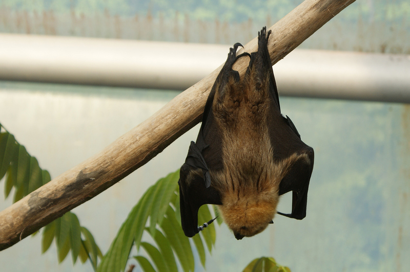 Rodrigues flying fox, Rodrigues fruit bat (Pteropus rodricensis); DISPLAY FULL IMAGE.