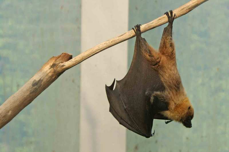 Rodrigues flying fox, Rodrigues fruit bat (Pteropus rodricensis); DISPLAY FULL IMAGE.