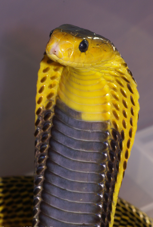Samar cobra (Naja samarensis); Image ONLY