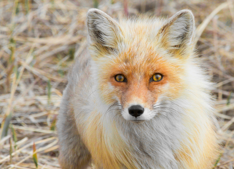 American red fox (Vulpes vulpes fulvus); DISPLAY FULL IMAGE.