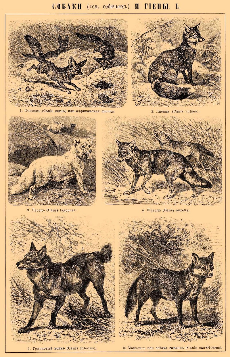 Canidae: fennec fox (Vulpes zerda), red fox (Vulpes vulpes), Arctic fox (Vulpes lagopus), golden jackal (Canis aureus), maned wolf (Chrysocyon brachyurus), crab-eating fox (Cerdocyon thous); DISPLAY FULL IMAGE.