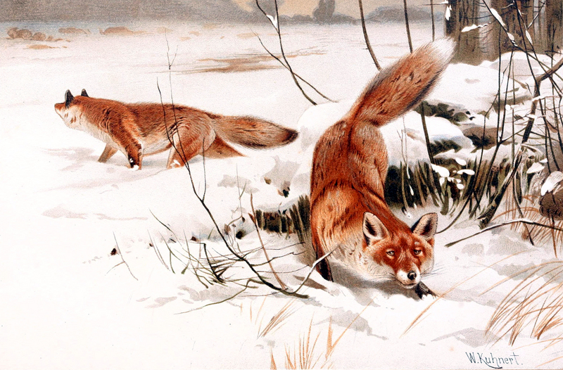red fox (Vulpes vulpes); DISPLAY FULL IMAGE.