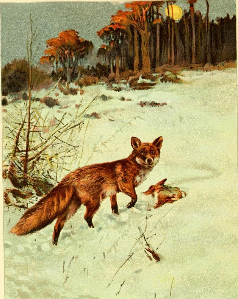 red fox (Vulpes vulpes); DISPLAY FULL IMAGE.