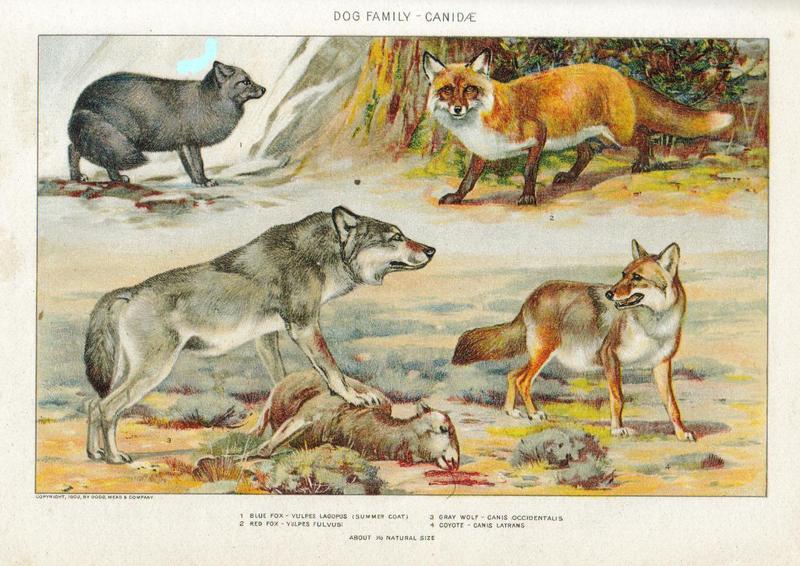 Arctic fox (Vulpes lagopus), grey wolf (Canis lupus), red fox (Vulpes vulpes), coyote (Canis latrans); DISPLAY FULL IMAGE.