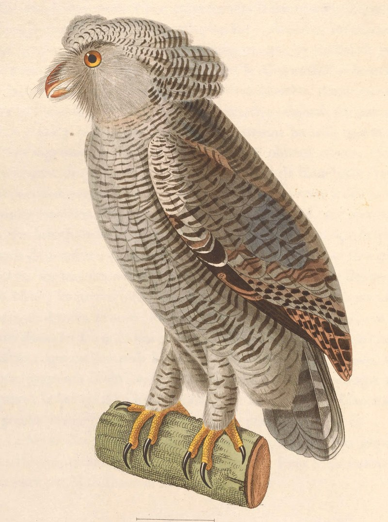 barred eagle-owl (Bubo sumatranus); DISPLAY FULL IMAGE.