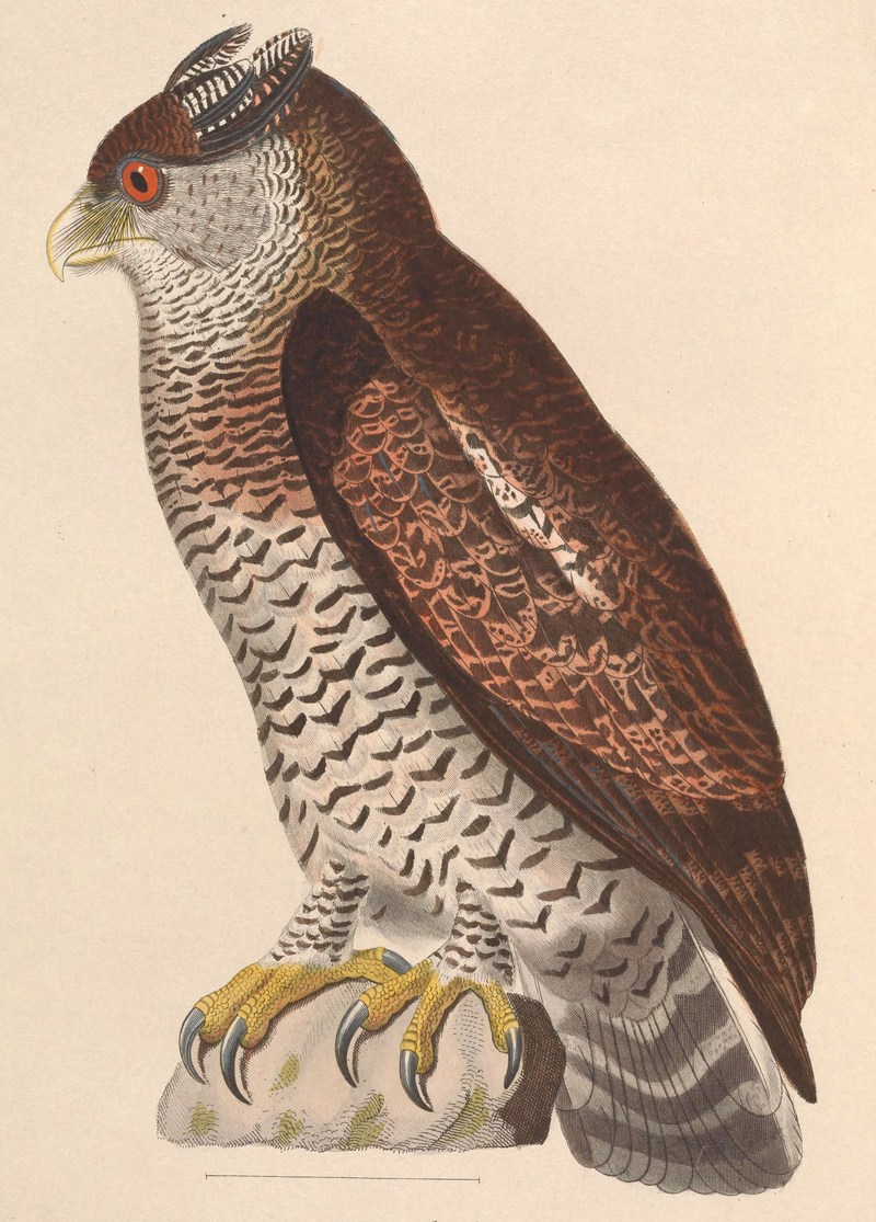 barred eagle-owl (Bubo sumatranus); DISPLAY FULL IMAGE.