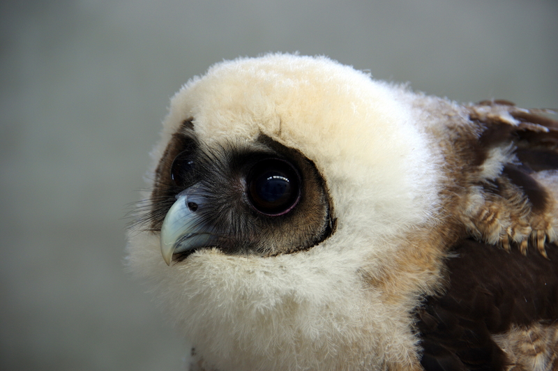 brown wood owl (Strix leptogrammica); DISPLAY FULL IMAGE.