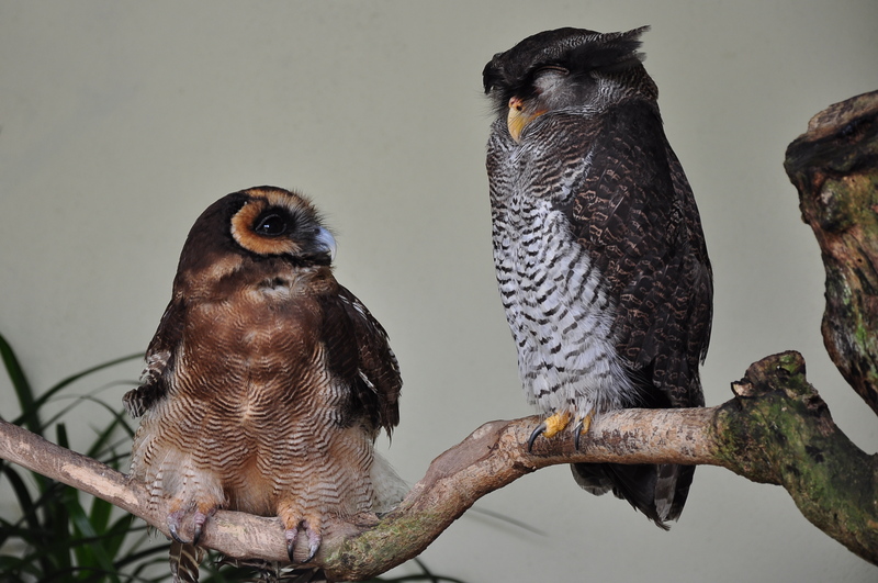 brown wood owl (Strix leptogrammica), barred eagle-owl (Bubo sumatranus); DISPLAY FULL IMAGE.