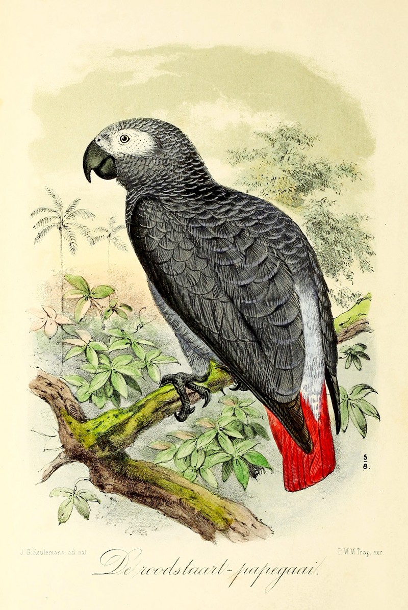 African grey parrot (Psittacus erithacus); DISPLAY FULL IMAGE.