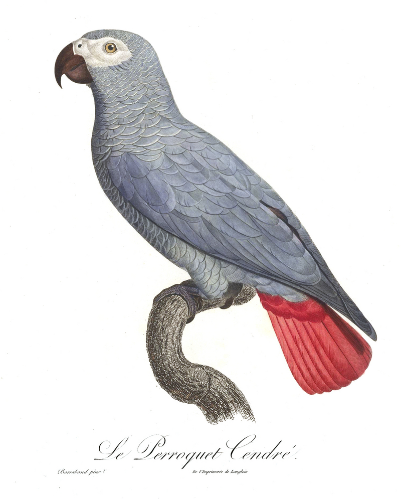 African grey parrot (Psittacus erithacus); DISPLAY FULL IMAGE.