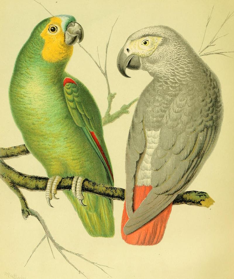 orange-winged amazon (Amazona amazonica), African grey parrot (Psittacus erithacus); DISPLAY FULL IMAGE.
