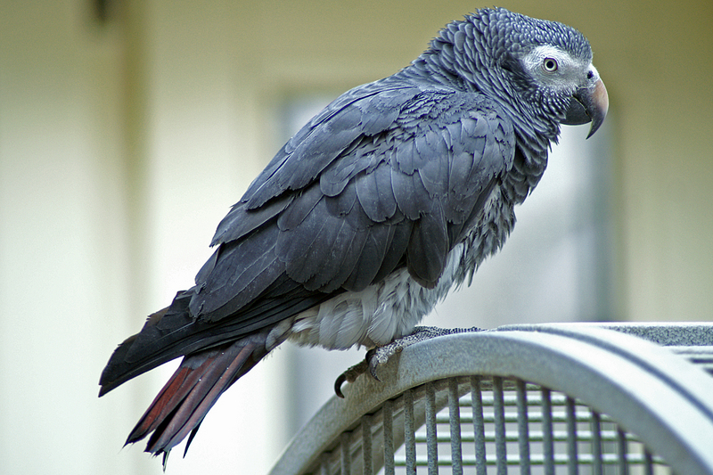 Timneh parrot (Psittacus timneh); DISPLAY FULL IMAGE.