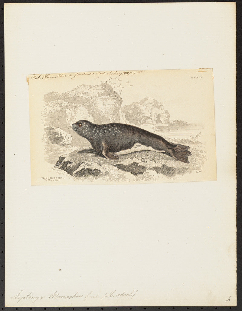 Mediterranean monk seal (Monachus monachus); DISPLAY FULL IMAGE.