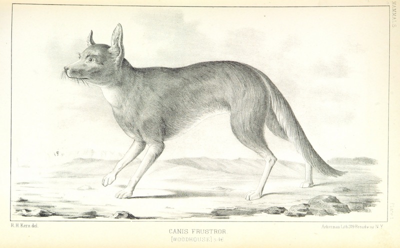 coyote (Canis latrans); DISPLAY FULL IMAGE.