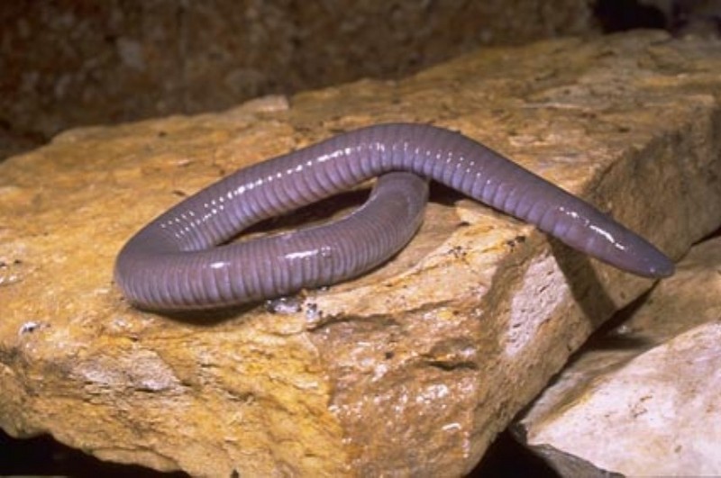 Mexican burrowing caecilian (Dermophis mexicanus); DISPLAY FULL IMAGE.