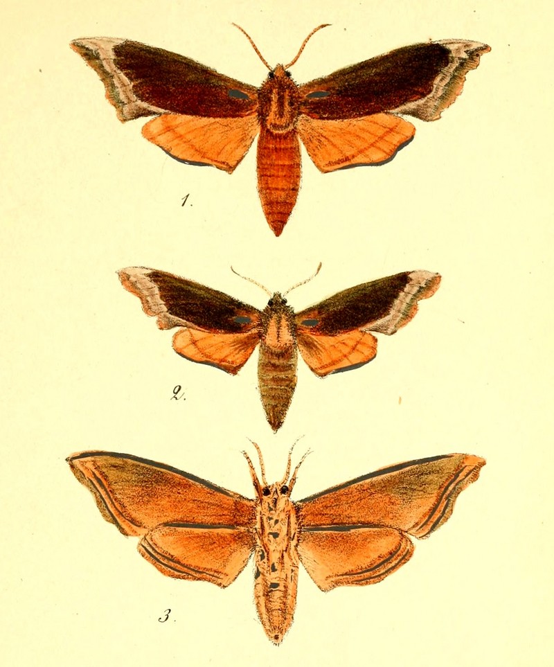lime hawk-moth (Mimas tiliae); DISPLAY FULL IMAGE.