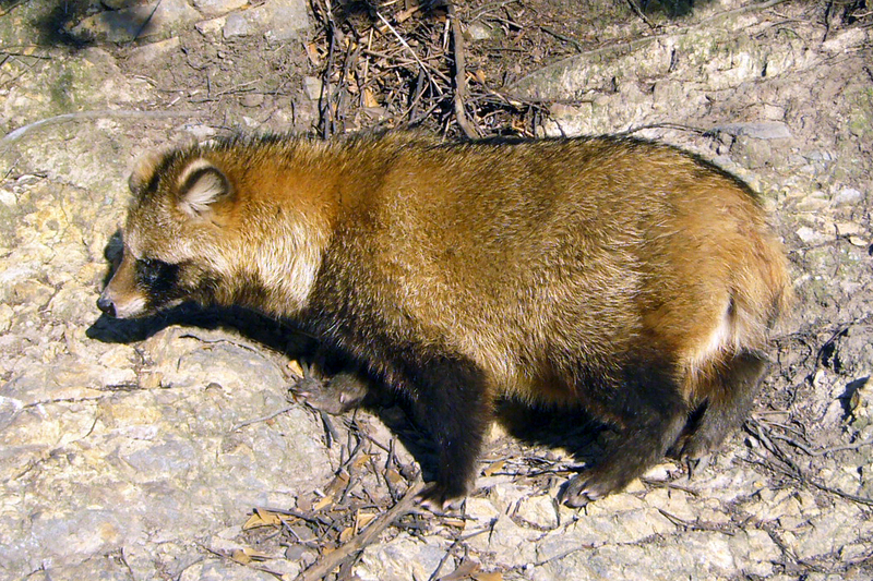 raccoon dog (Nyctereutes procyonoides); DISPLAY FULL IMAGE.