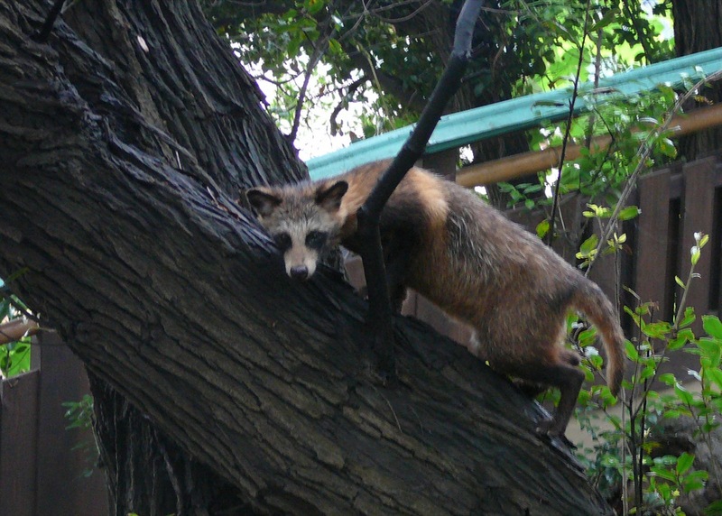raccoon dog (Nyctereutes procyonoides); DISPLAY FULL IMAGE.