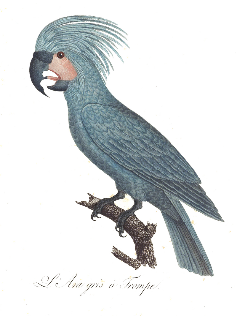 palm cockatoo (Probosciger aterrimus); DISPLAY FULL IMAGE.