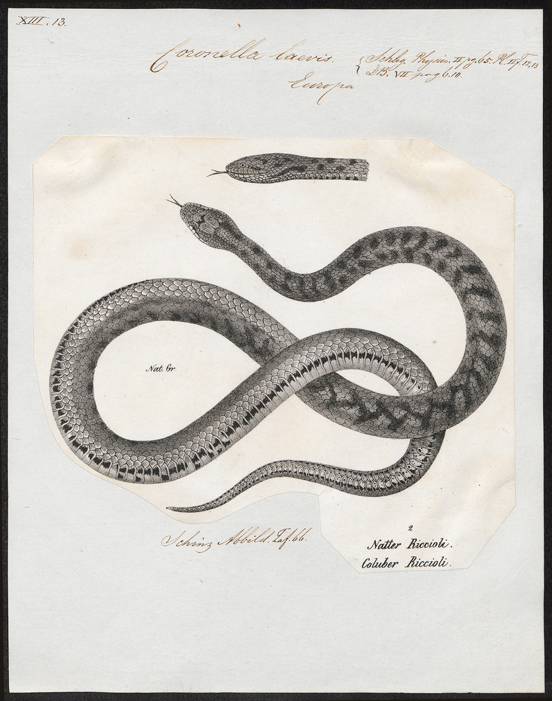 smooth snake (Coronella austriaca); DISPLAY FULL IMAGE.