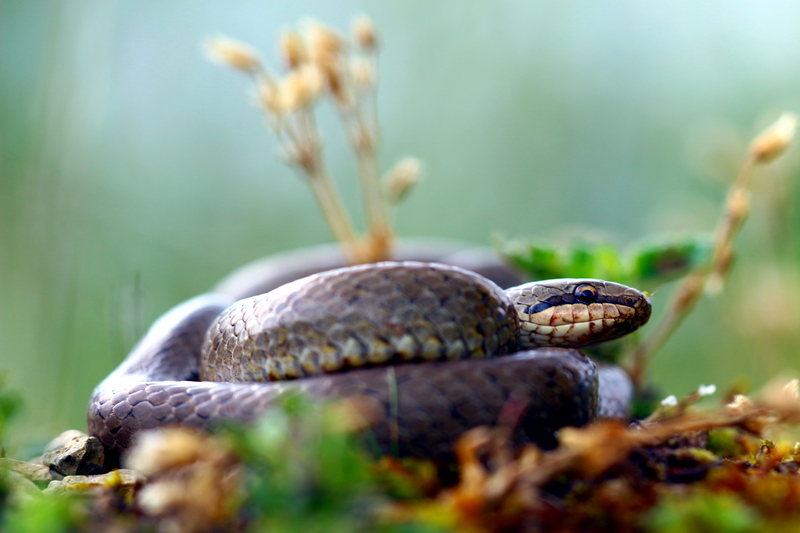 smooth snake (Coronella austriaca); DISPLAY FULL IMAGE.