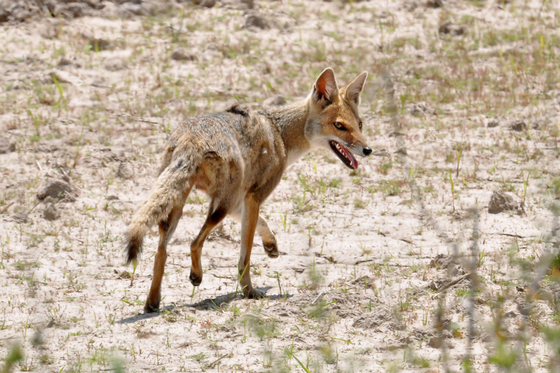 pampas fox, Azara's zorro (Lycalopex gymnocercus); DISPLAY FULL IMAGE.