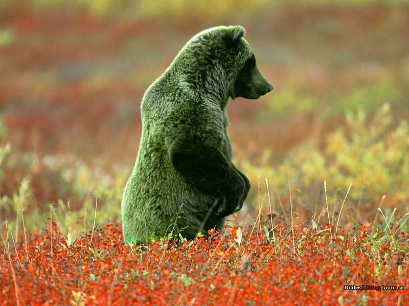 grizzly bear (Ursus arctos horribilis); DISPLAY FULL IMAGE.