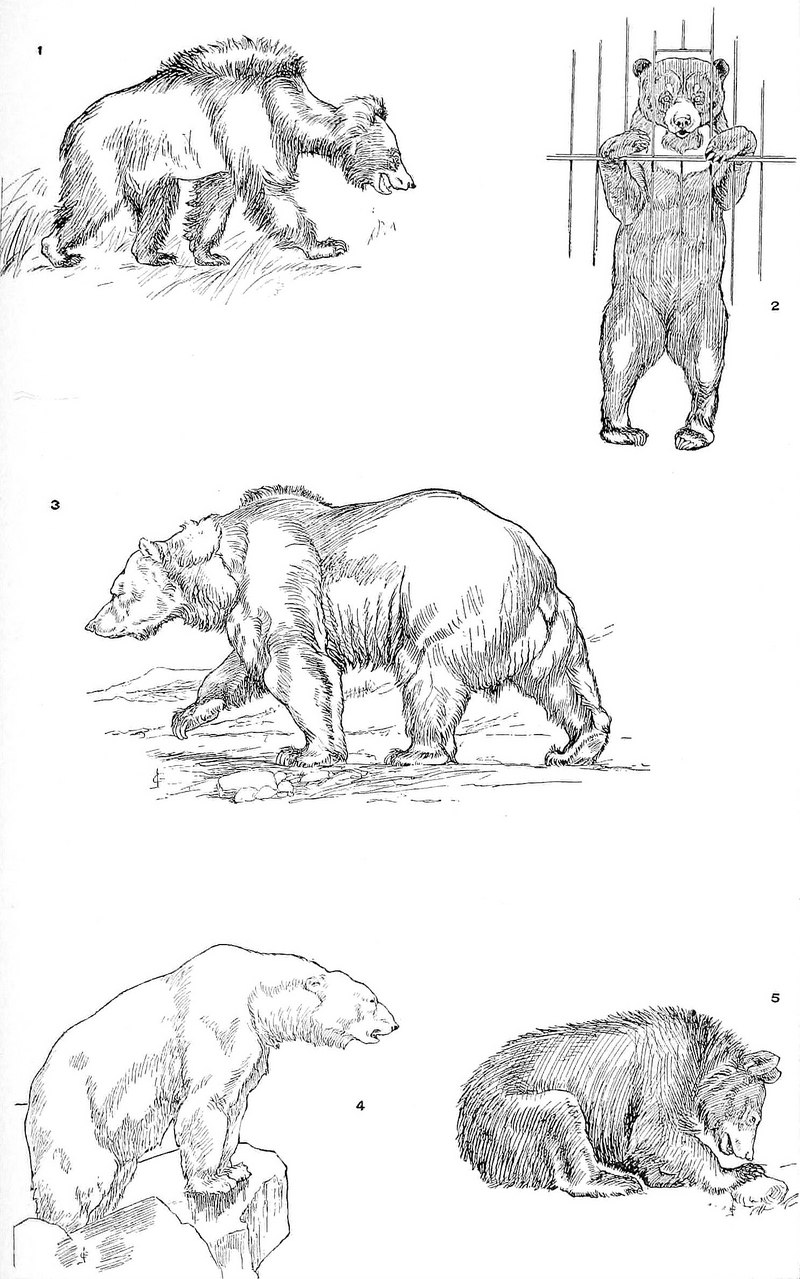 sloth bear (Melursus ursinus), sun bear (Helarctos malayanus), grizzly bear (Ursus arctos horribilis), polar bear (Ursus maritimus), American black bear (Ursus americanus); DISPLAY FULL IMAGE.