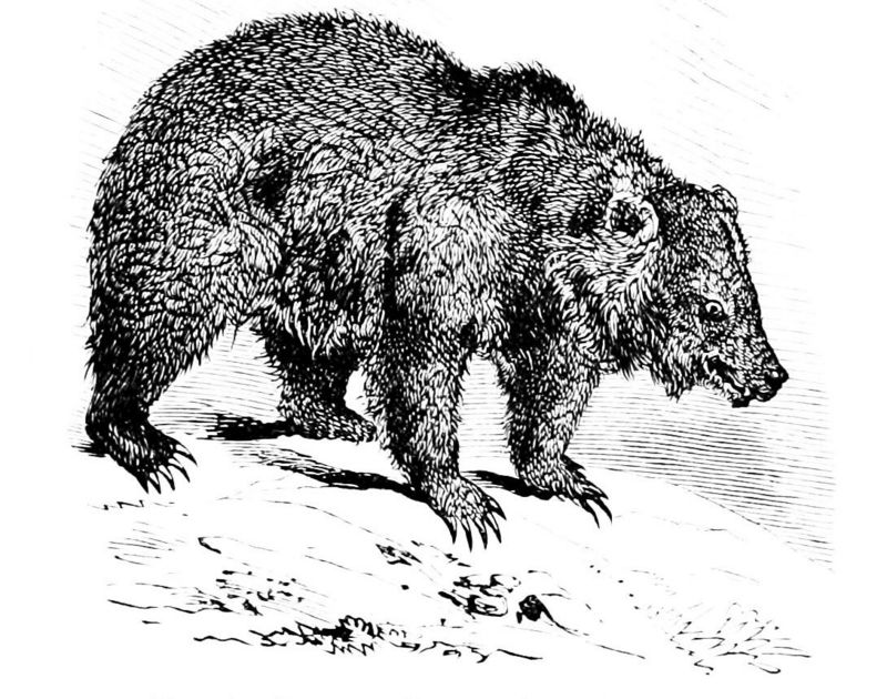 grizzly bear, North American brown bear (Ursus arctos horribilis); DISPLAY FULL IMAGE.