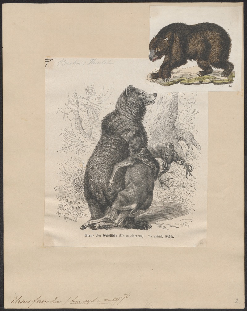grizzly bear, North American brown bear (Ursus arctos horribilis); DISPLAY FULL IMAGE.