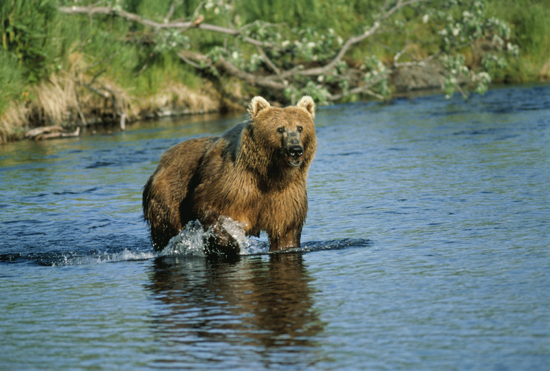 Kodiak bear (Ursus arctos middendorffi); DISPLAY FULL IMAGE.