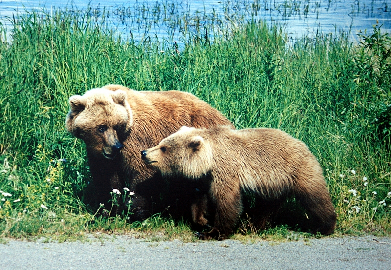 brown bear (Ursus arctos); DISPLAY FULL IMAGE.