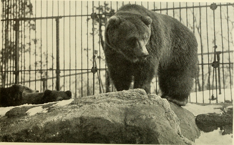 brown bear (Ursus arctos); DISPLAY FULL IMAGE.