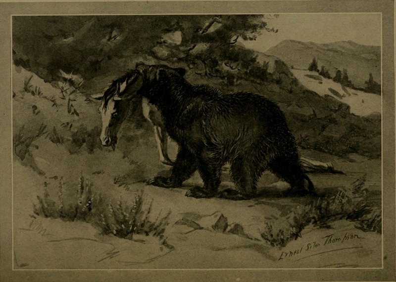 brown bear (Ursus arctos); DISPLAY FULL IMAGE.