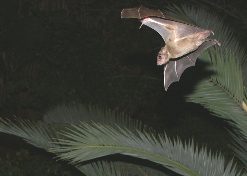Egyptian fruit bat, Egyptian rousette (Rousettus aegyptiacus); DISPLAY FULL IMAGE.