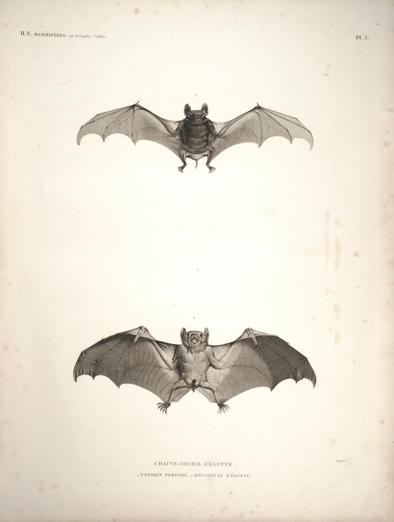 Egyptian tomb bat (Taphozous perforatus), Egyptian rousette (Rousettus aegyptiacus); DISPLAY FULL IMAGE.
