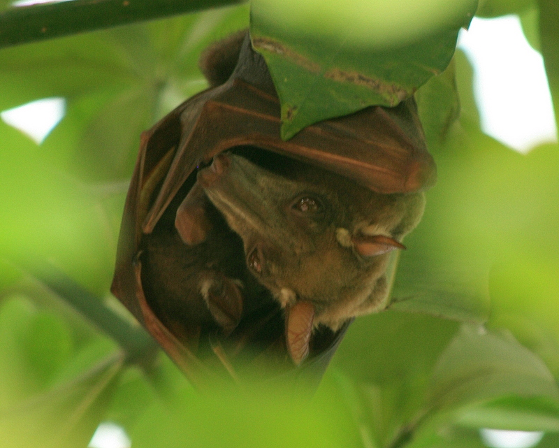 hammer-headed bat (Hypsignathus monstrosus); DISPLAY FULL IMAGE.