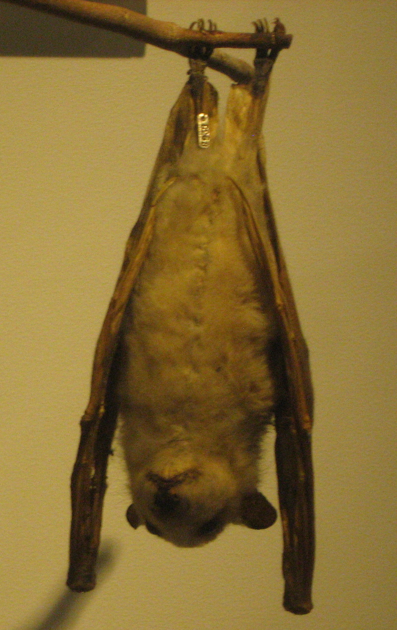 Ethiopian epauletted fruit bat (Epomophorus labiatus); DISPLAY FULL IMAGE.