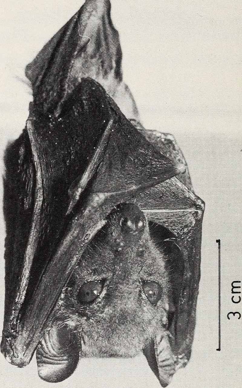 Woermann's fruit bat (Megaloglossus woermanni); DISPLAY FULL IMAGE.