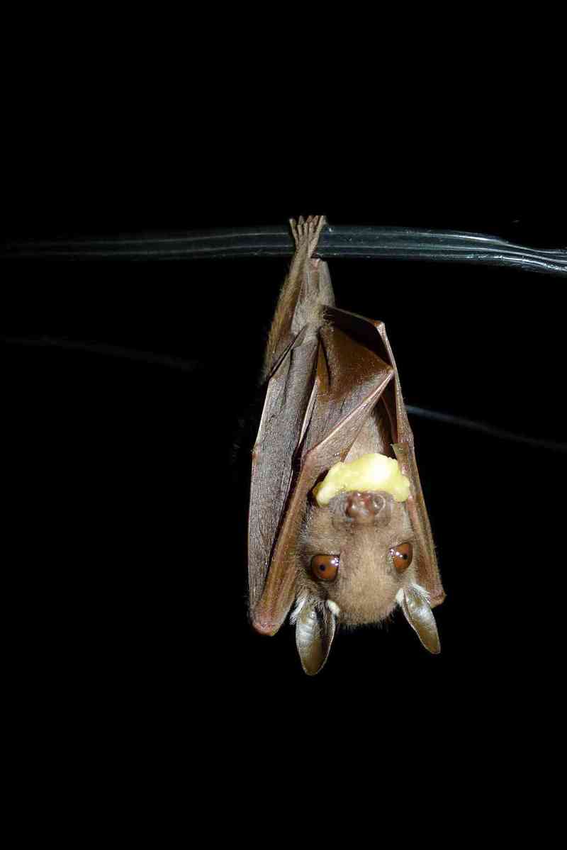 Peters' dwarf epauletted fruit bat (Micropteropus pusillus); DISPLAY FULL IMAGE.