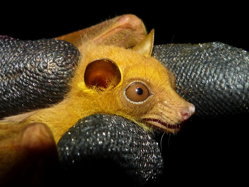 Peters' dwarf epauletted fruit bat (Micropteropus pusillus); DISPLAY FULL IMAGE.