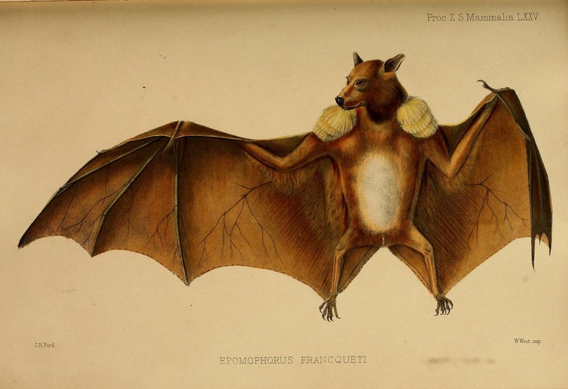 Franquet's epauletted fruit bat (Epomops franqueti); DISPLAY FULL IMAGE.