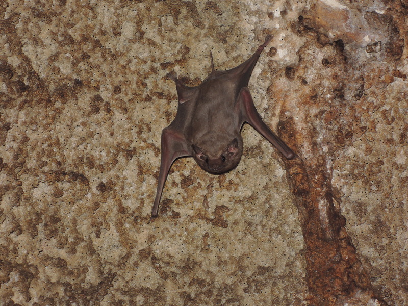 Egyptian tomb bat (Taphozous perforatus); DISPLAY FULL IMAGE.