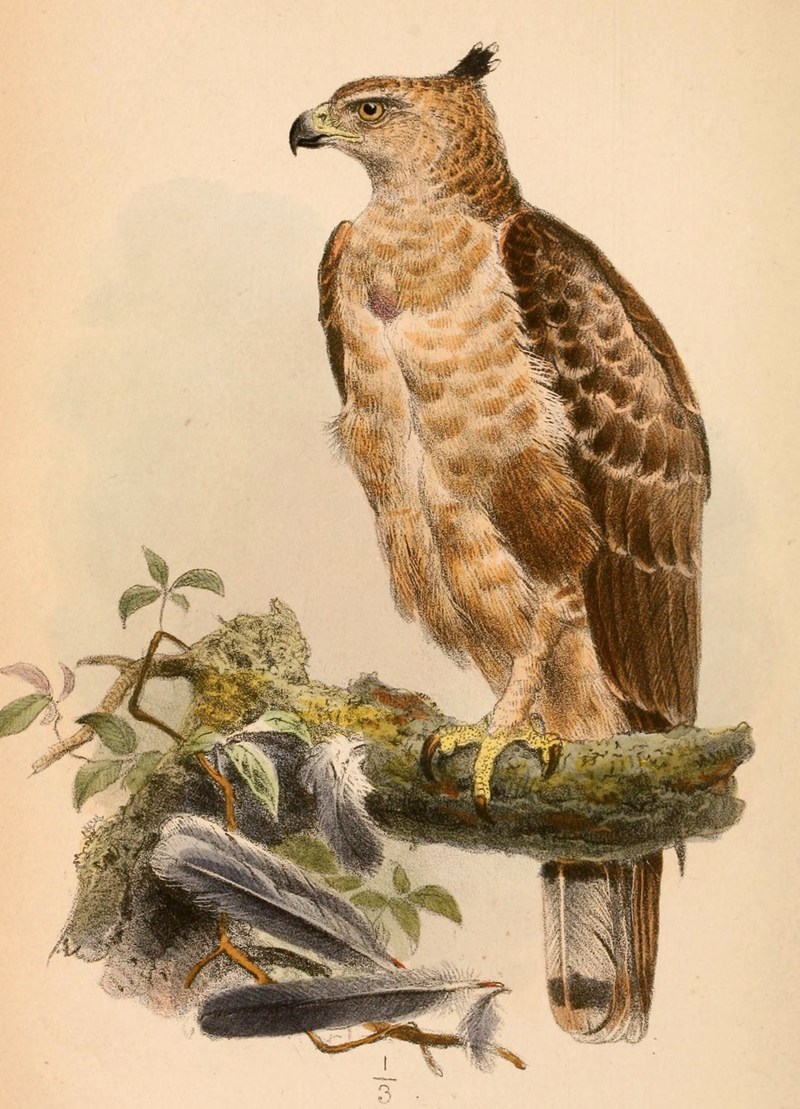 Wallace's hawk-eagle (Nisaetus nanus); DISPLAY FULL IMAGE.