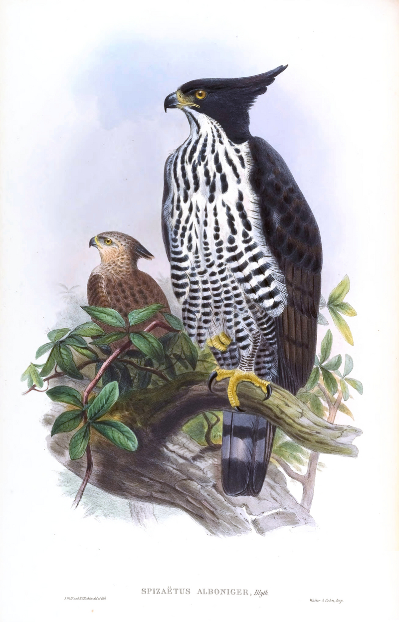 Blyth's hawk-eagle (Nisaetus alboniger); DISPLAY FULL IMAGE.