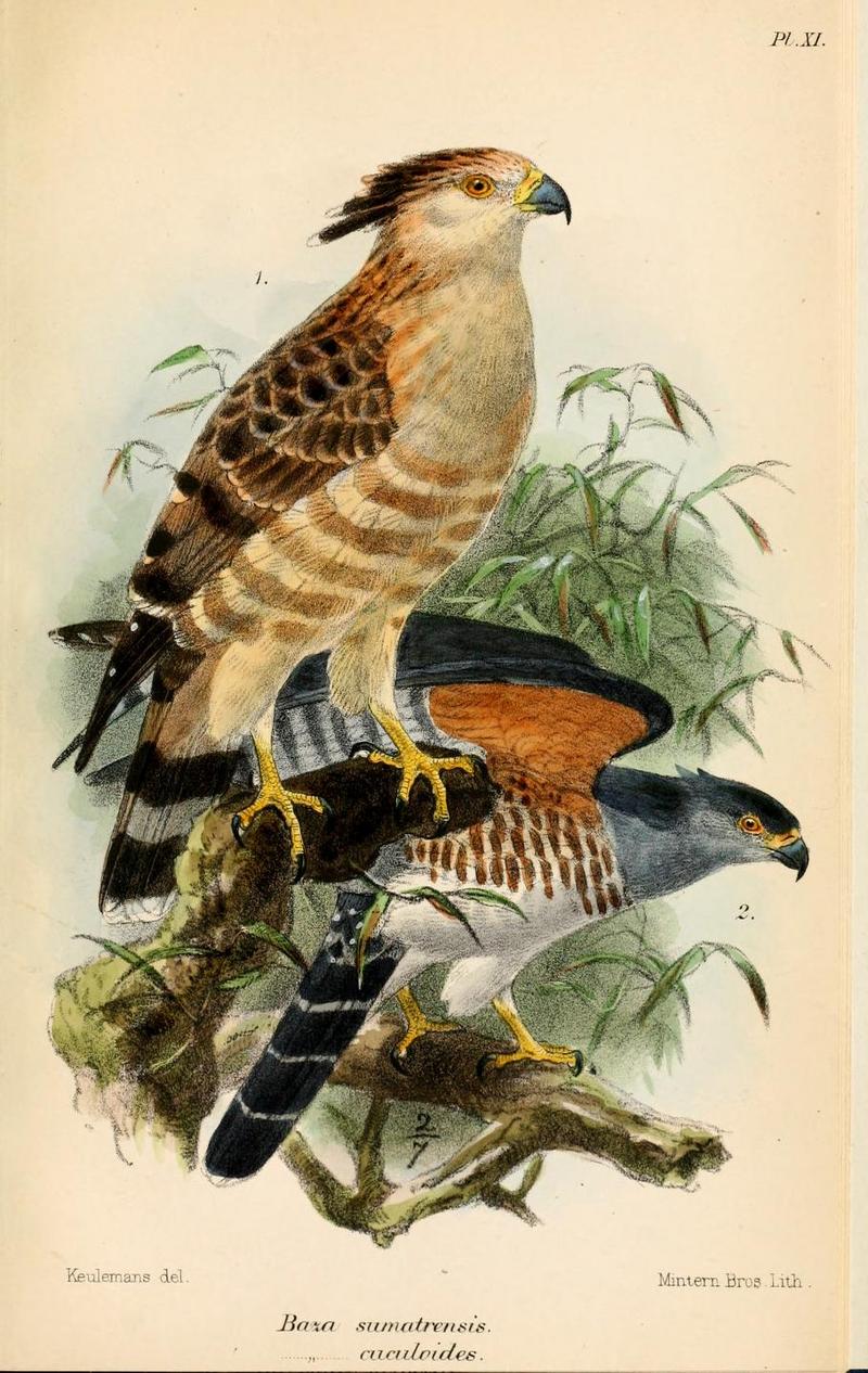 Jerdon's baza (Aviceda jerdoni), African cuckoo-hawk (Aviceda cuculoides); DISPLAY FULL IMAGE.