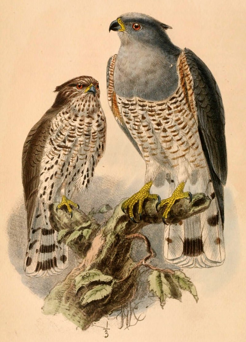 African cuckoo-hawk, African baza (Aviceda cuculoides); DISPLAY FULL IMAGE.